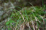 Longstalk sedge